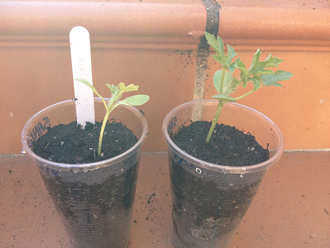 Las dos plantas de sandía, también a vasos intermedios. Estos me molan porque, al ser transparentes, puedo ver las raíces crecer.
